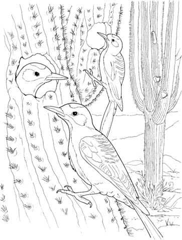 Cactus Wren Nest In Saguaro Coloring Page